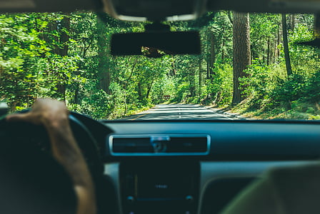 person driving vehicle between forest thumbnail