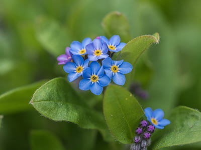 blue flowers in shallow focus photography thumbnail