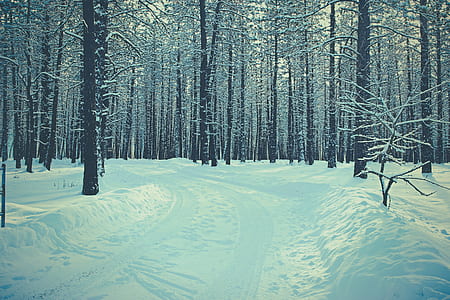 forest covered with snow thumbnail