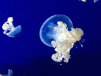 two white jellyfishes thumbnail