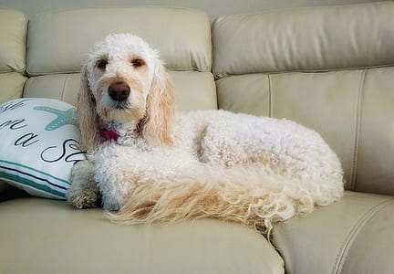 white poodle resting on sofa thumbnail