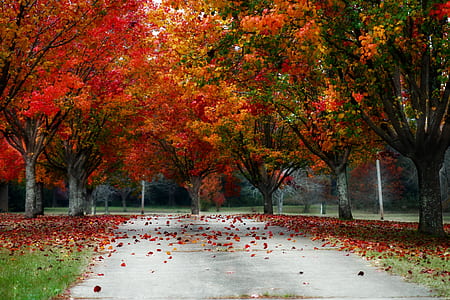 concrete road between red leaf trees thumbnail