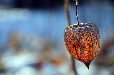 Orange Physalis Selective Focus Photography thumbnail
