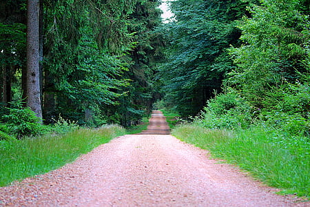 brown road in between green leaf trees at daytime thumbnail