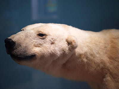 white polar bear in closeup photography thumbnail