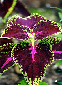 coleus flower at daytime thumbnail