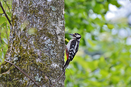Woodpecker, Great Spotted Woodpecker thumbnail