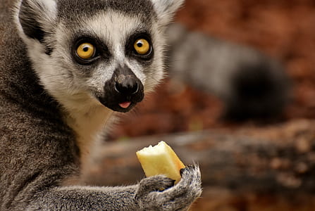 white and black animal holding fruit thumbnail