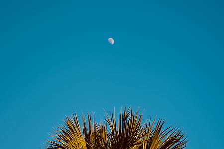 green palm tree during daytime thumbnail