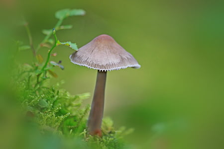 brown mushroom thumbnail