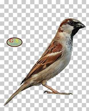 Page 16 568 Bird Song Png Cliparts For Free Download Uihere