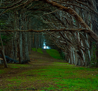 pathway between woods thumbnail
