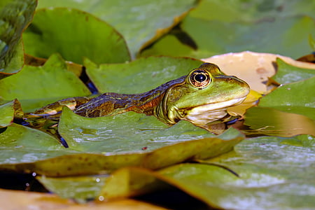 wildlife photo of green frog on leaf thumbnail