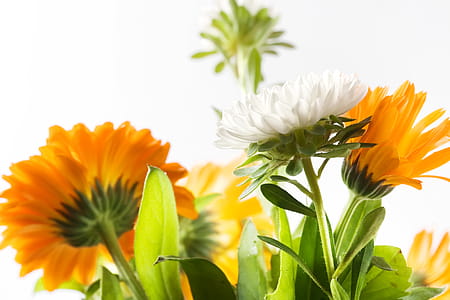 shallow focus photo of white and orange flowers thumbnail