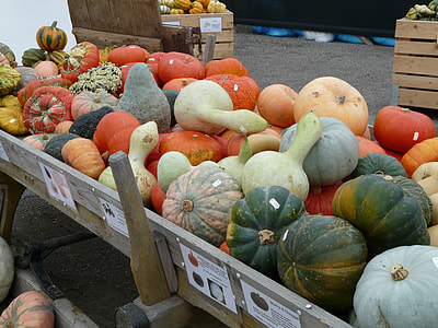 Kür Bite Varieties, Pumpkins thumbnail