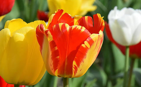selective focus photography of yellow tulip thumbnail