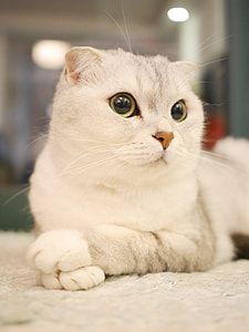 white cat lying thumbnail