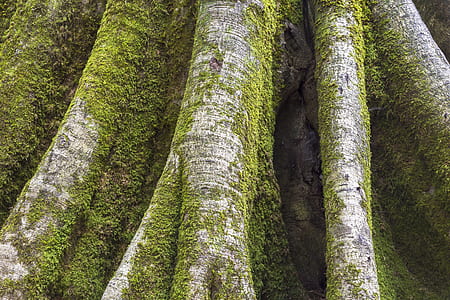 shallow focus photography of tree thumbnail