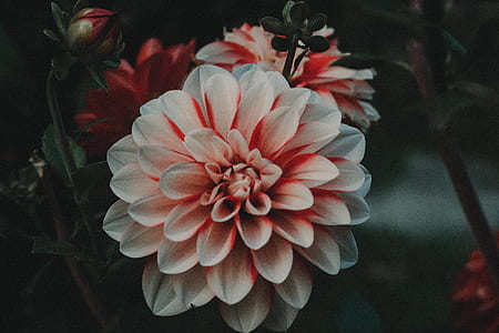 close-up photo of white-and-red dahlia flowers in bloom thumbnail