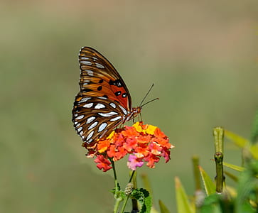 Shallow Focus Photography of Brown and White Butterfly on Orange and Yellow Flowers during Daytime thumbnail