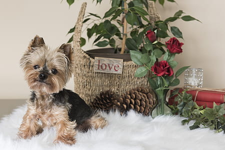 black and tan Yorkshire terrier puppy beside wicker basket with red roses thumbnail