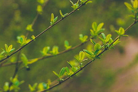 selective focus photography of green leafed plant thumbnail