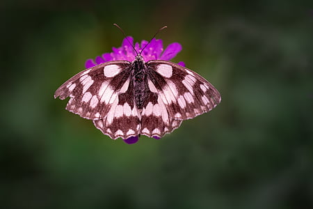 marbled white butterfly perched on purple petaled flower thumbnail