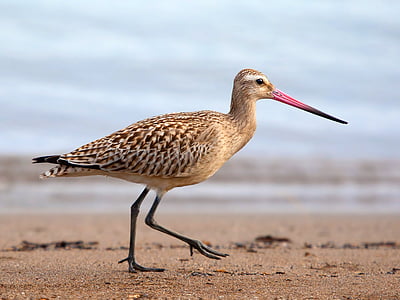 brown and beige bird walking thumbnail