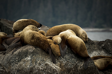 Sleepy Pups thumbnail