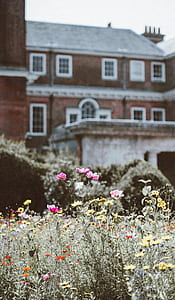 selective photo of flowers thumbnail