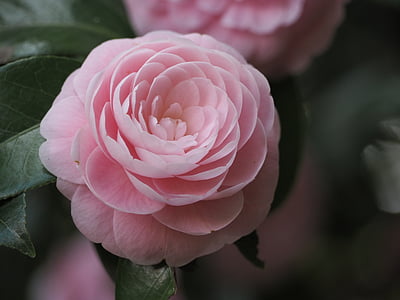 close-up photo of pink camellia flower thumbnail