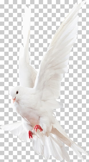 Columbidae Rock dove Homing pigeon, Pigeons Animals, flying white dove PNG clipart