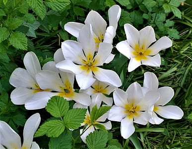 white-and-yellow petaled flowers thumbnail