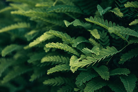 Selective Focus Photo Of Green Leafed Plant thumbnail