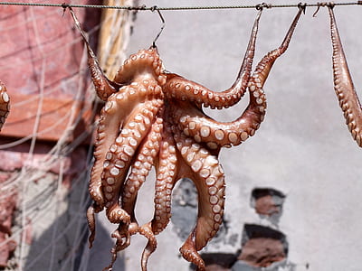brown octopus hanged on cable thumbnail