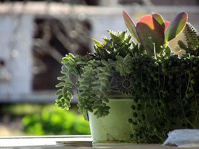 succulent plants in green pot thumbnail