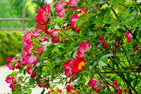 red flowers on garden thumbnail