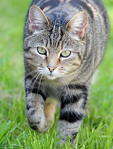 silver tabby cat on grass field thumbnail