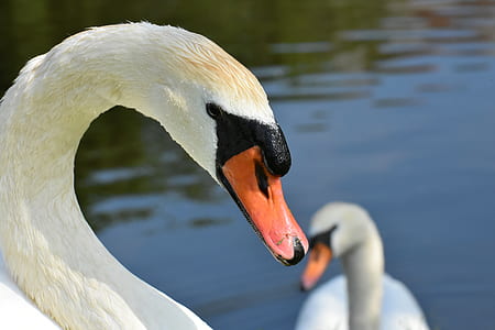 close-up photo of white swan thumbnail