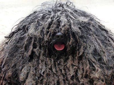 closeup photo Barbet dog thumbnail