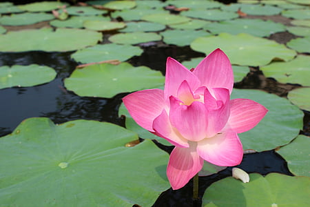 pink lotus flower on water with pods thumbnail