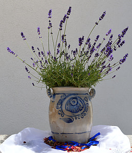 purple flowers on brown pot thumbnail