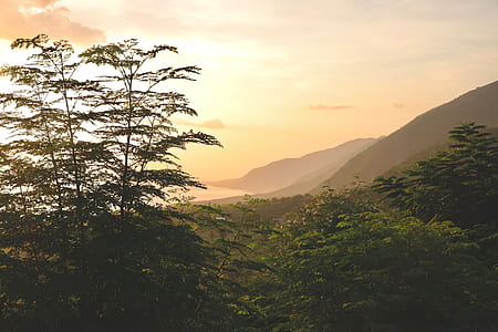green leafed forest near moutains thumbnail