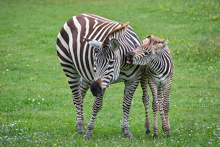 zebra and foal on grass field thumbnail