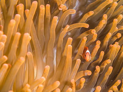 clown fish near sea anemone thumbnail