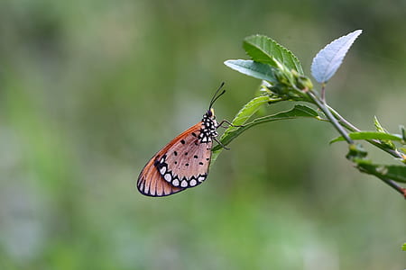 brown and black butterfly perching on ovate leaf plant thumbnail