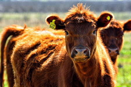 brown cow thumbnail