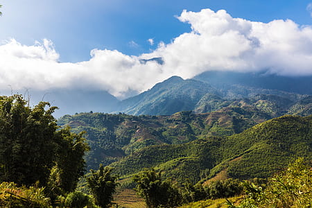 green leafed trees and mountains thumbnail