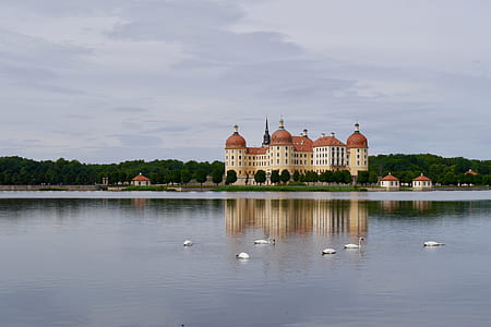 flock of duck soaking on calm body of water thumbnail
