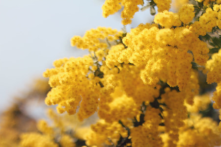nature, yellow, close-up, macro thumbnail